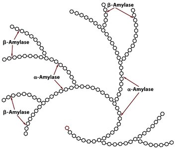 Enzymatic hydrolysis of starch and glycogen