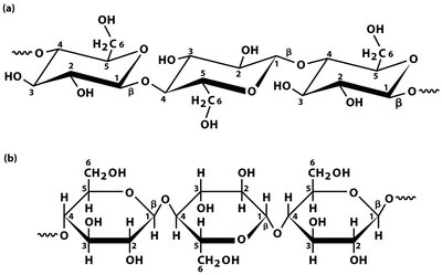 Cellulose structure