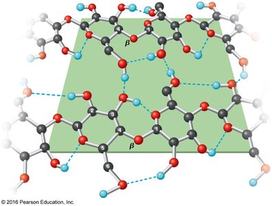 Hydrogen bonding in cellulose