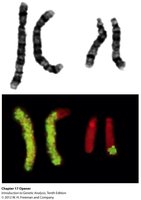 G-banding and FISH labeling of chromosomes