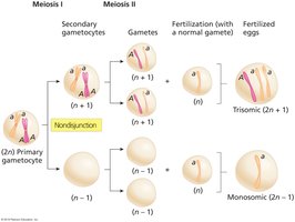 Nondisjunction in meiosis II and resulting gametes
