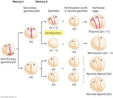 Table of human aneuploidies and frequencies at birth