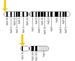 Diagram of mosaic karyotype formation