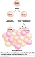 Diagram of chromosomal mosaicism in the body