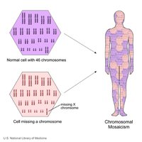 Diagram of trisomy rescue and UPD formation