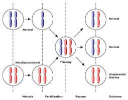 Diagram of trisomy rescue and UPD outcomes