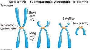 Diagram of metacentric, submetacentric, acrocentric, and telocentric chromosomes