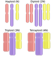 Diagram of autopolyploid and allopolyploid chromosome sets