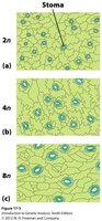 Polyploidy in crop evolution