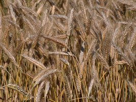 Triticale, an allopolyploid of wheat and rye