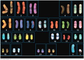 Human karyotype using m-FISH