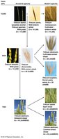Images of farro and spelt, ancient wheat species