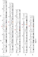 Standardized human G-banding patterns