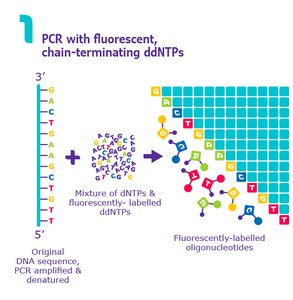 PCR with fluorescent, chain-terminating ddNTPs