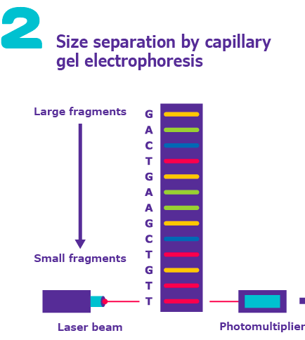 Size separation by capillary gel electrophoresis