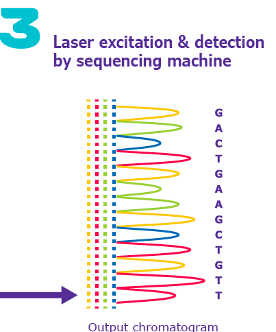 Laser excitation and detection by sequencing machine