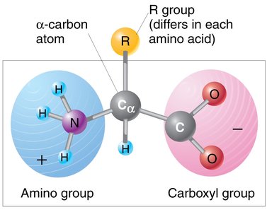 General structure of amino acids