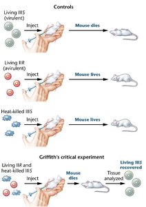 Griffith's experiment with mice and bacterial transformation
