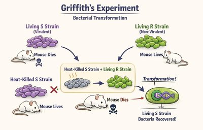 Diagram of Griffith's experiment showing transformation