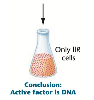 Conclusion: Active factor is DNA