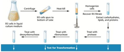 Avery, MacLeod, and McCarty experiment workflow
