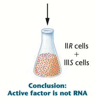 Conclusion: Active factor is not RNA