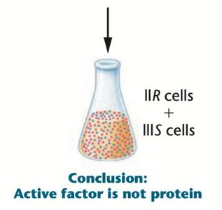 Conclusion: Active factor is not protein
