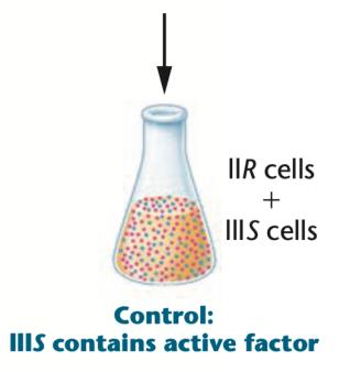 Control: IIIS contains active factor