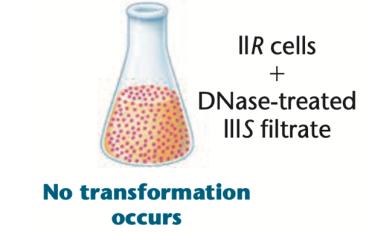 No transformation occurs with DNase treatment