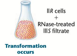 Transformation occurs with RNase treatment