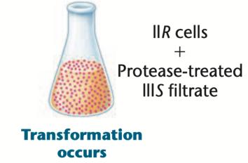 Transformation occurs with protease treatment