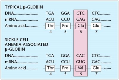 Comparison of typical and sickle cell β-globin DNA, mRNA, and amino acid sequences