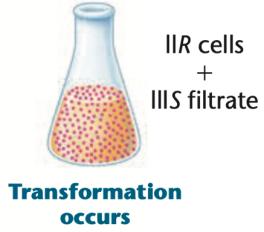 Transformation occurs with IIIS filtrate