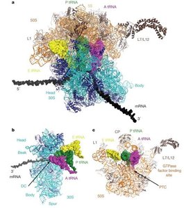 Diagram of genome organization in prokaryotes and eukaryotes