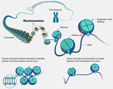 Chromatin structure and nucleosome organization
