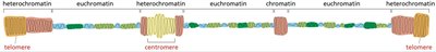 Heterochromatin and euchromatin comparison