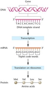 Diagram of gene expression: DNA transcription to mRNA and translation to protein