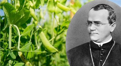 Mendel and pea plants