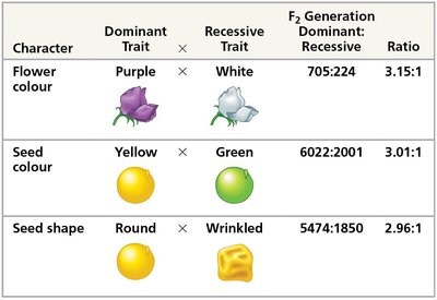 Mendelian inheritance ratios for pea plant traits