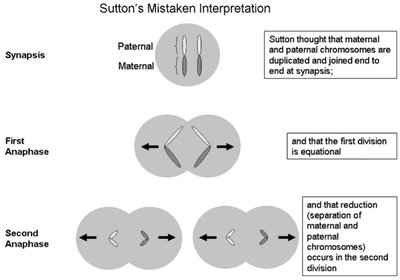 Sutton's mistaken interpretation of meiosis