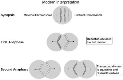 Modern interpretation of meiosis
