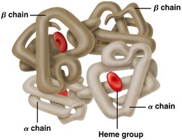 Hemoglobin structure showing alpha and beta chains and heme groups