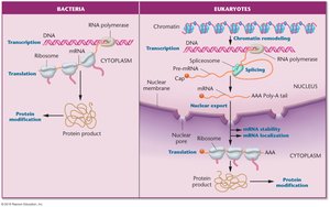 Diagram comparing gene expression regulation in bacteria and eukaryotes