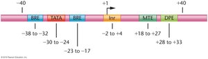 Diagram of core promoter elements including TATA box and Inr