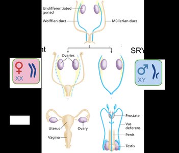 Diagram of gonadal differentiation based on SRY expression