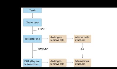 Pathway of testosterone and DHT synthesis and action