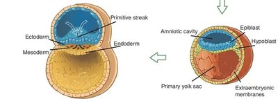 Diagram of X-inactivation and mosaicism in tissue development