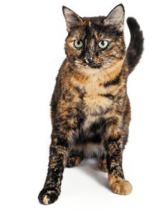 Tortoiseshell cat as an example of X-inactivation mosaicism
