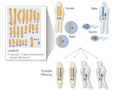 Diagram of human sex chromosomes and inheritance