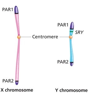 Diagram of X and Y chromosomes with PARs and SRY